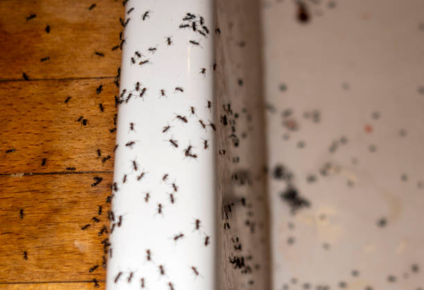 Best Commercial Pest Control Services  in Capitol Heights, MD
